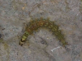 Tie Caddisfly Larva 3