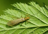 Tie Stonefly Adult 3