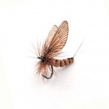 Mayfly Adult