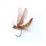 Mayfly Adult