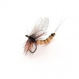 Mayfly Adulto