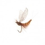 Mayfly Adulto