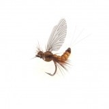 Mayfly Adulto