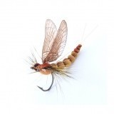 Mayfly Adulto