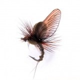 Mayfly Emergente