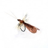 Mouche Caddis Adulte